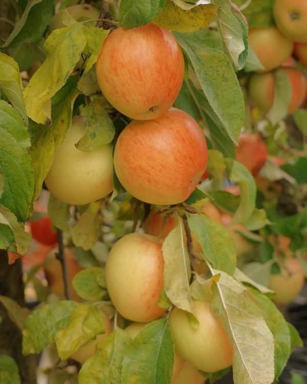 Apples